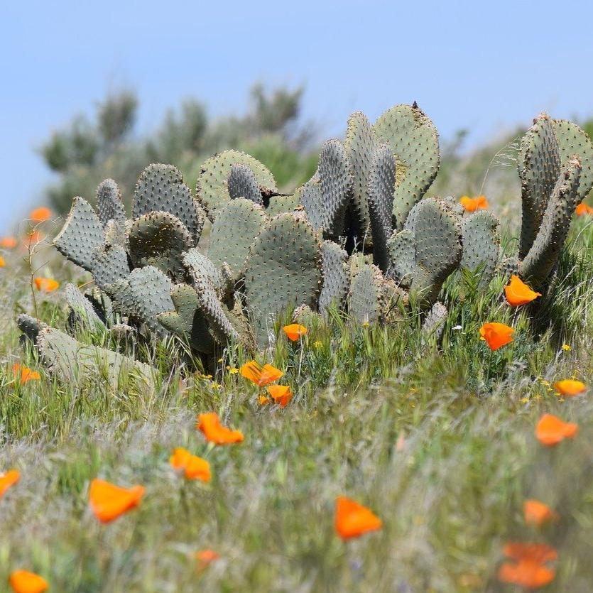 California Poppy - Poppy + Clover